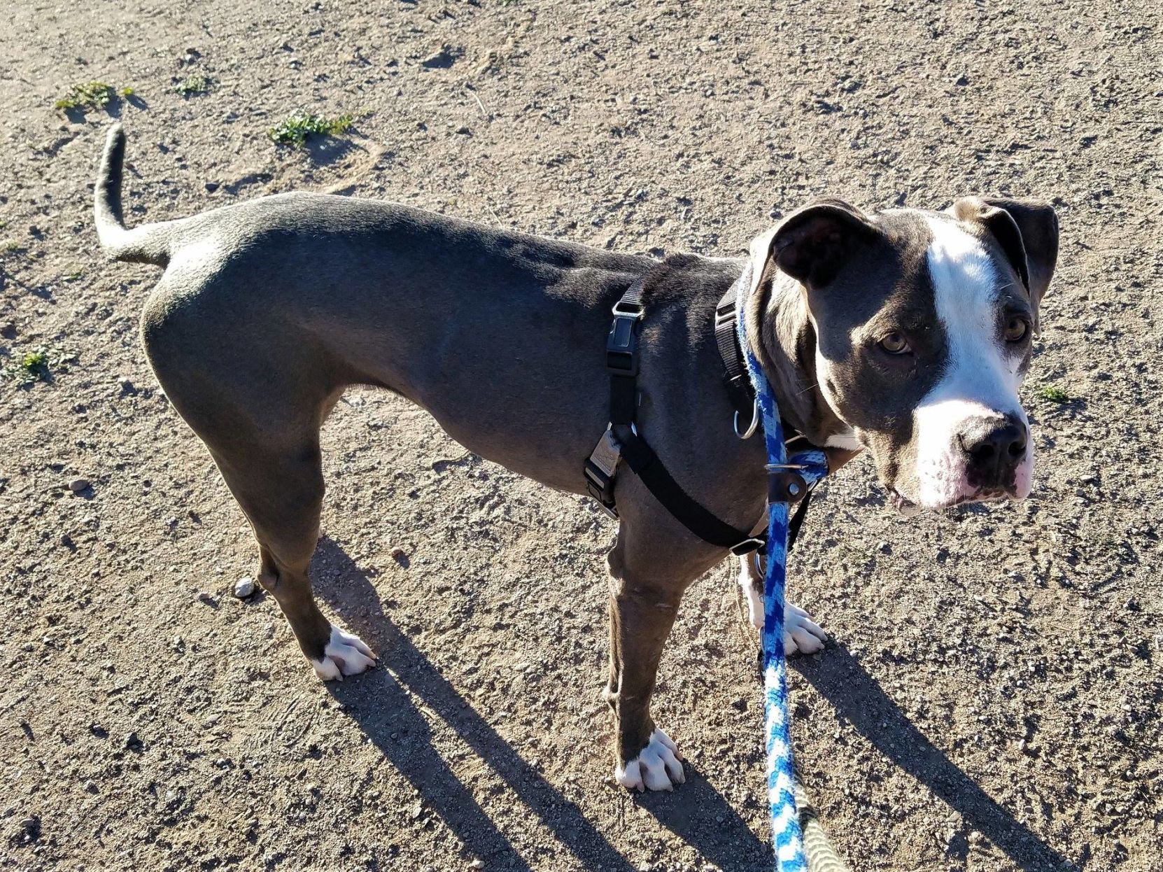 Adopt a friend: Ethel